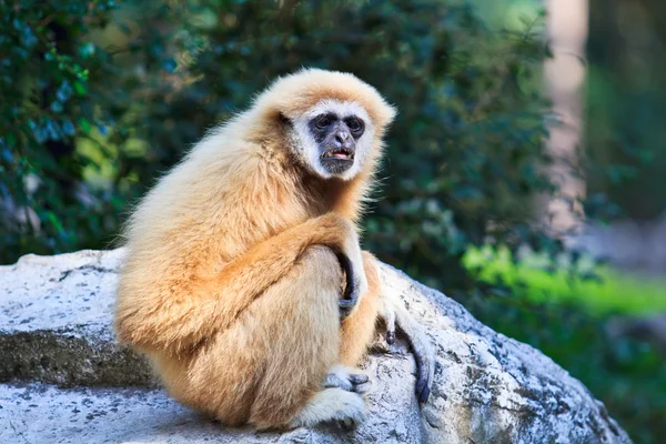 Gibbon divoké zvíře — Stock fotografie