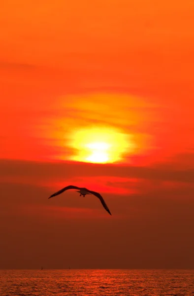 カモメ飛ぶと夕日の海 — ストック写真