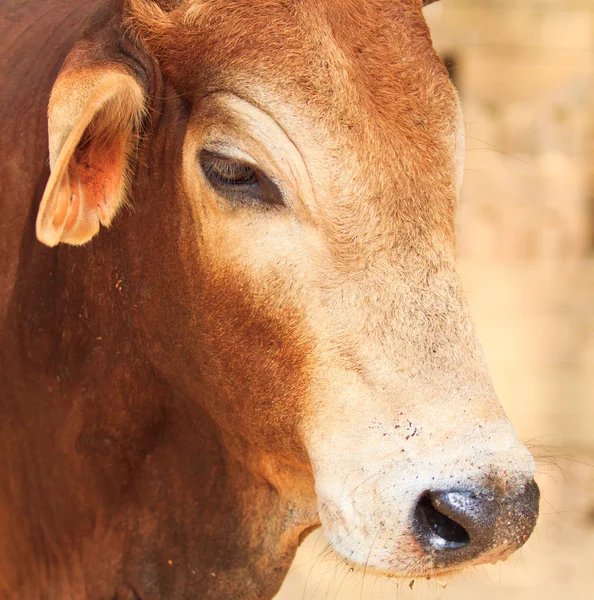 Asian bloodline cow — Stock Photo, Image