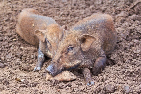 Wild boars family — Stock Photo, Image