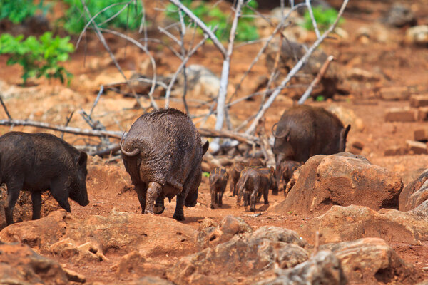 Wild boars family