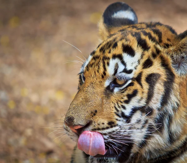 老虎的野生动物 — 图库照片