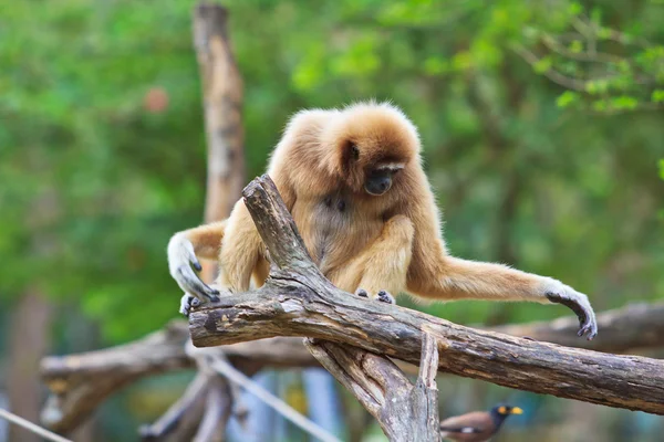 White gibbon animal — Stock Photo, Image