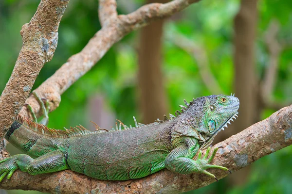 Iguana verde animal —  Fotos de Stock