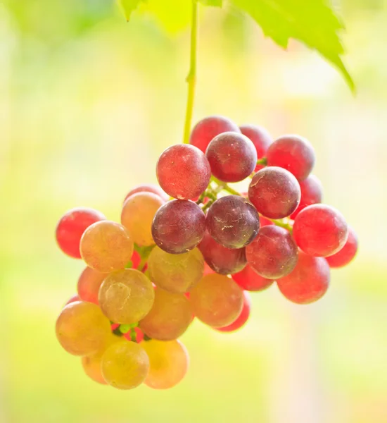 Tasty ripe grape — Stock Photo, Image