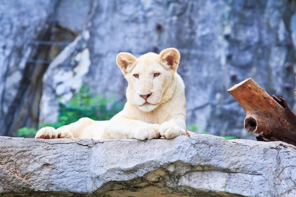 Leone animale selvatico — Foto Stock