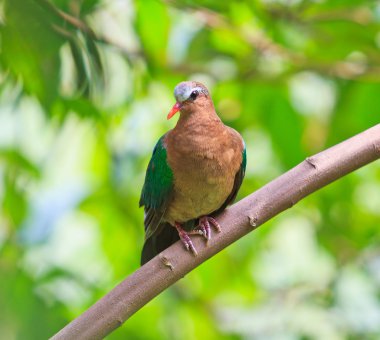 Kuş zümrüt güvercin