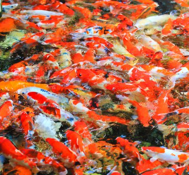 Sudaki koi balığı