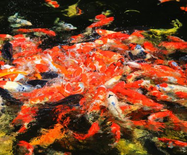 Sudaki koi balığı