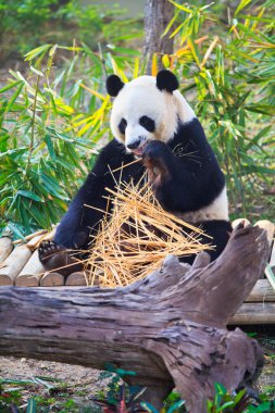Panda vahşi hayvan