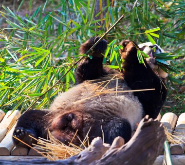 Panda vahşi hayvan