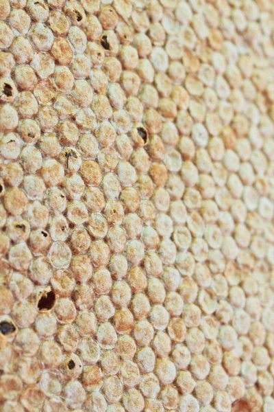 Las abejas en la colmena y el panal —  Fotos de Stock