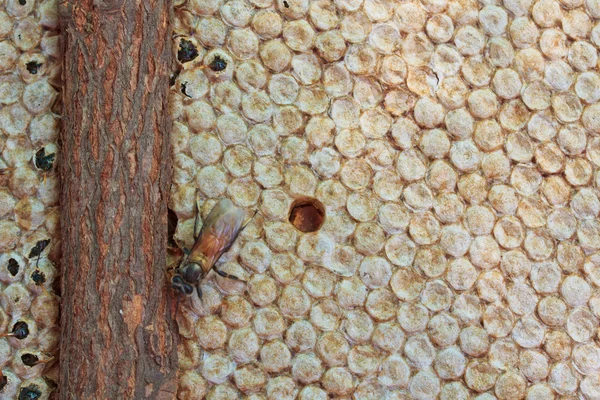 Les abeilles dans la ruche et le nid d'abeille — Photo