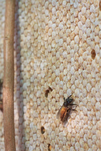 Bees in the hive and Honeycomb — Stock Photo, Image