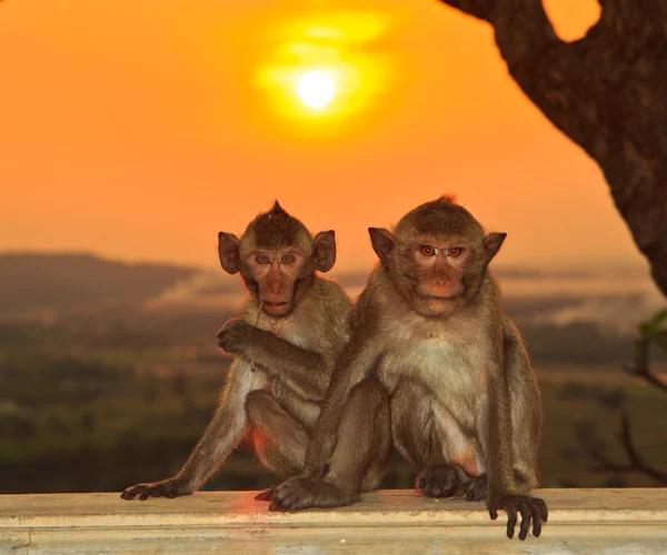 मजेदार बंदर जानवरों — स्टॉक फ़ोटो, इमेज