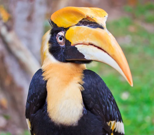 Great hornbill bird — Stock Photo, Image