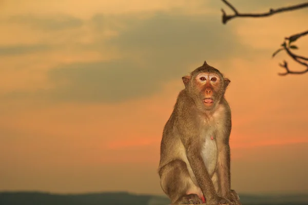 Rolig apa djur — Stockfoto