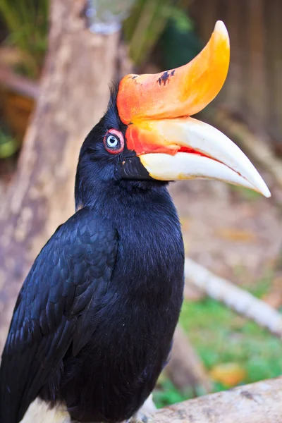 Pták velký hornbill — Stock fotografie