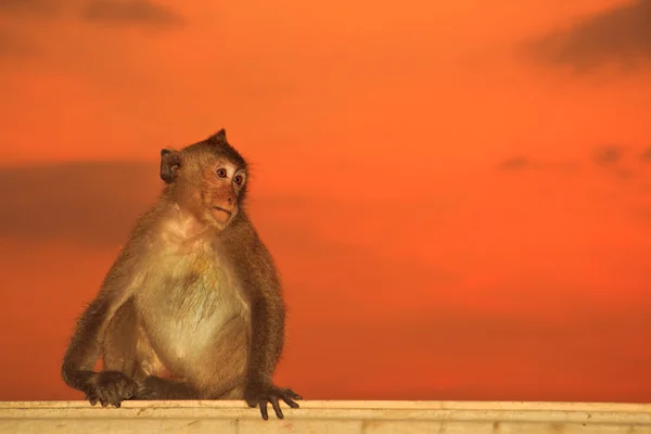 有趣的猴子动物 — 图库照片