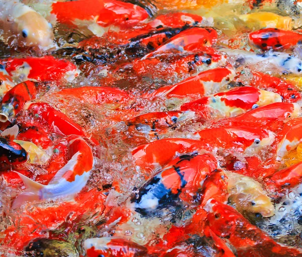 Кои-рыбы в воде — стоковое фото