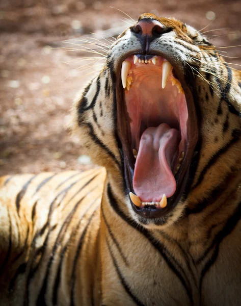 Tiger wild animal — Stock Photo, Image