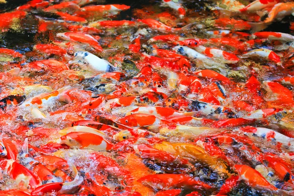 Koi fish in water — Stock Photo, Image