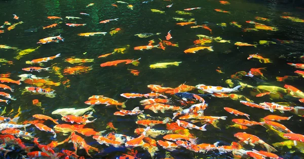 Poissons koï dans l'eau — Photo