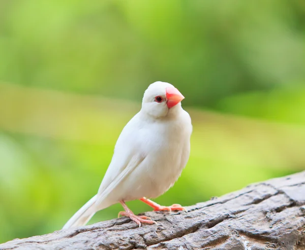 木の小鳥 — ストック写真