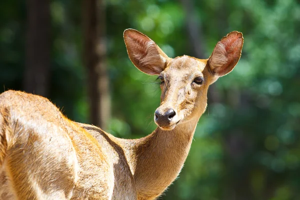 Antelope wild dier — Stockfoto