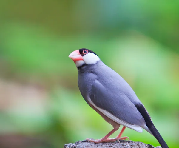 Pájaro pequeño en madera — Foto de Stock