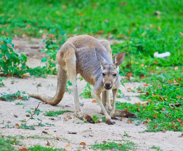 Kangoeroe wild dier — Stockfoto