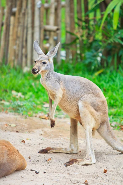 Kangoeroe wild dier — Stockfoto