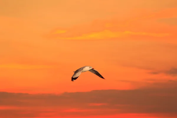 Coucher de soleil mer avec mouette volante — Photo