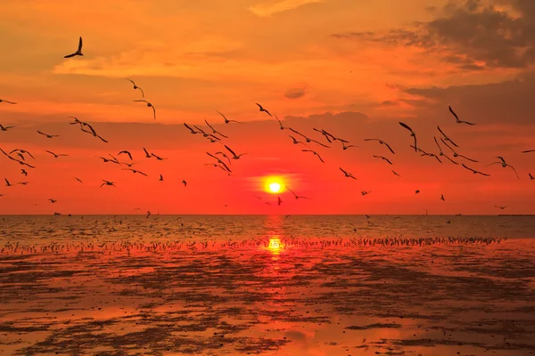 カモメが飛ぶと夕日の海 — ストック写真