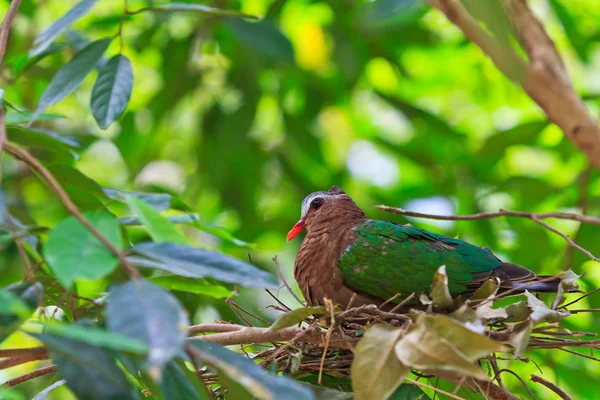 Fågel smaragd duva — Stockfoto