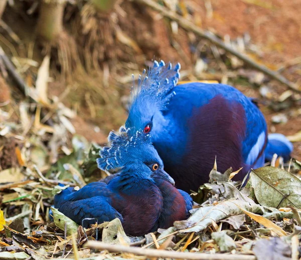 Goura Victoria aves — Fotografia de Stock