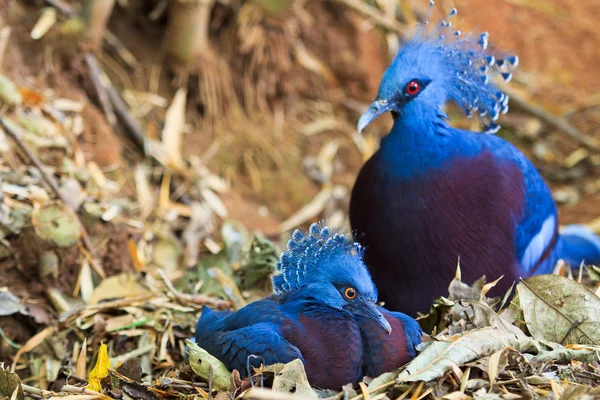 Goura Victoria aves — Fotografia de Stock