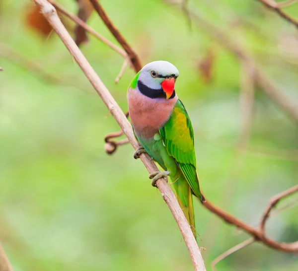 Alexandrine parakeet parrot — Stock Photo, Image