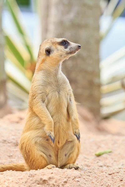 Meerkat vahşi hayvan — Stok fotoğraf