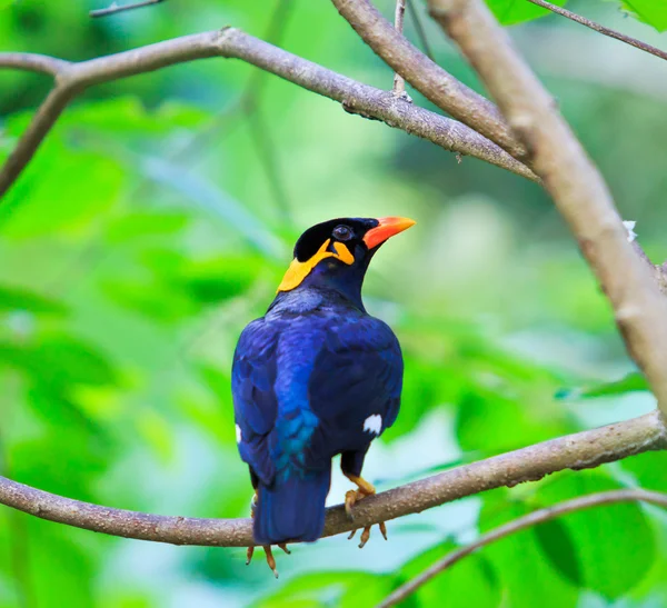 Montanha myna pássaro — Fotografia de Stock