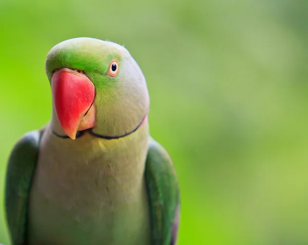Tropikal renkli papağan — Stok fotoğraf
