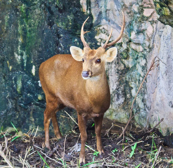 Deer wild animal — Stock Photo, Image