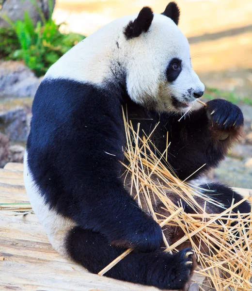 Panda wild animal — Stock Photo, Image