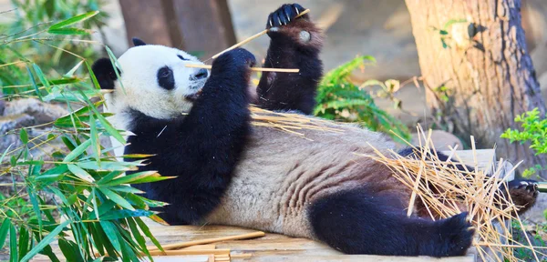 Panda animal salvaje —  Fotos de Stock
