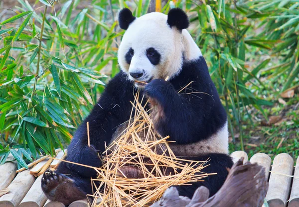 Panda animale selvatico — Foto Stock