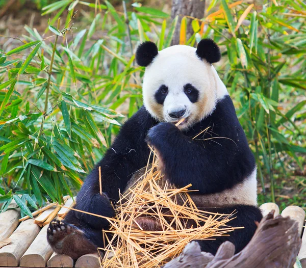 Panda animal selvagem — Fotografia de Stock