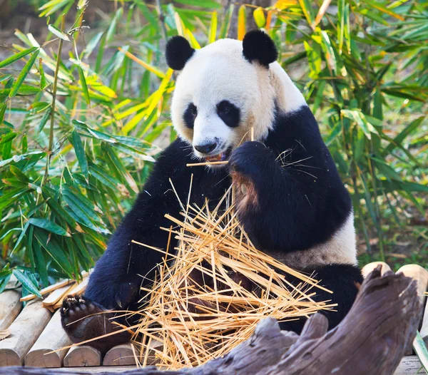 Panda animal salvaje — Foto de Stock