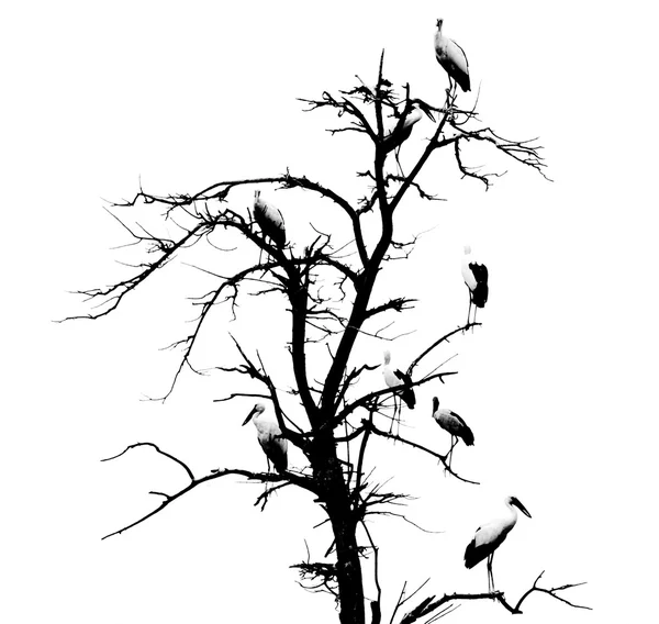 Árvore morta e pássaros — Fotografia de Stock