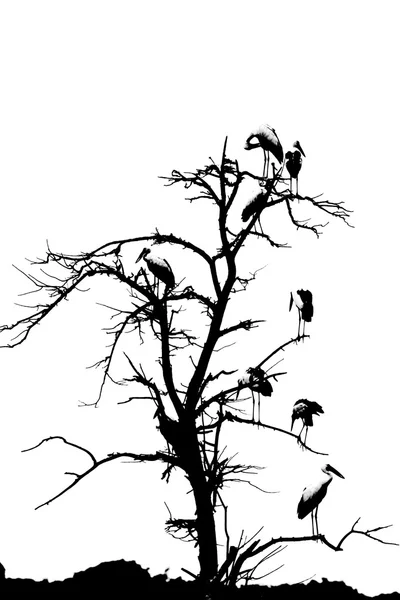 Dead tree and birds — Stock Photo, Image