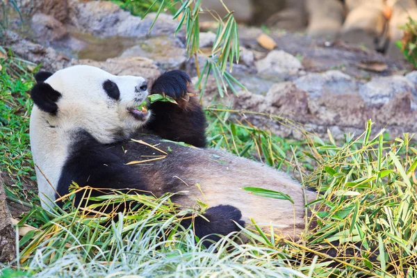 Panda vahşi hayvan — Stok fotoğraf